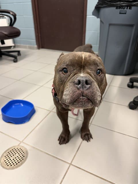 Luna - Staffordshire Bull Terrier
