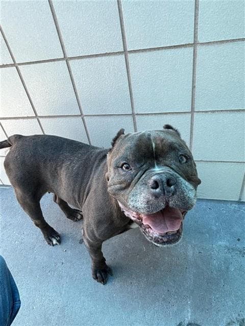 Luna - Staffordshire Bull Terrier