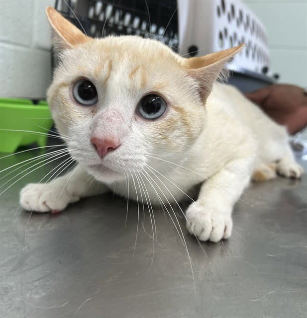 Whitey - Domestic Short Hair
