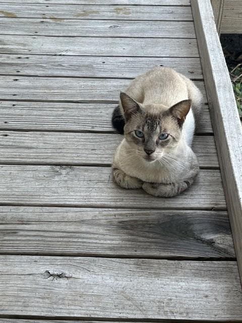 Bob Dylan - Siamese