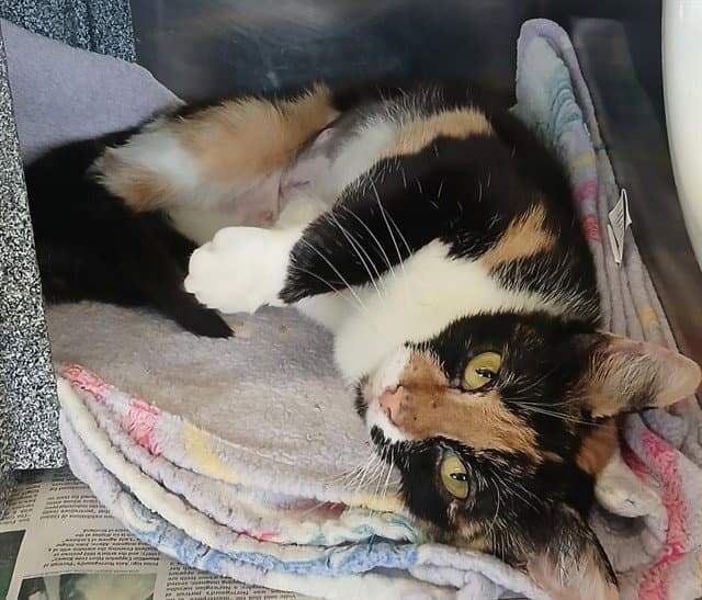 Sunshine - Domestic Short Hair