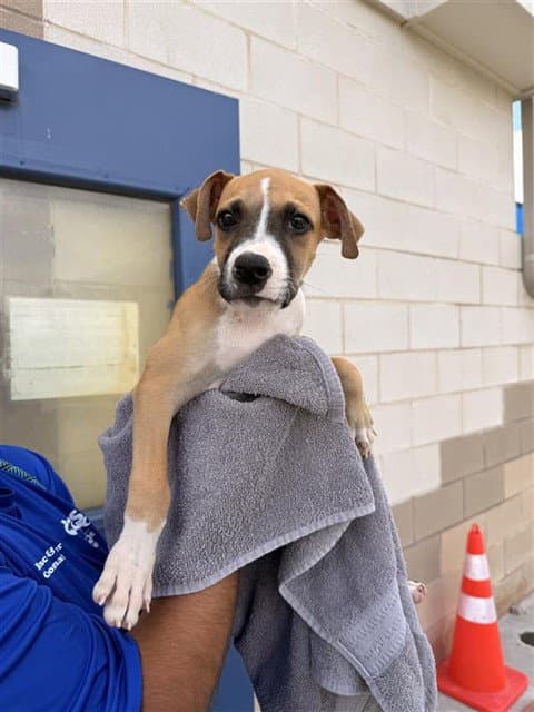 Butterfinger - American Pit Bull Terrier