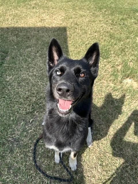 Mr E - German Shepherd Dog