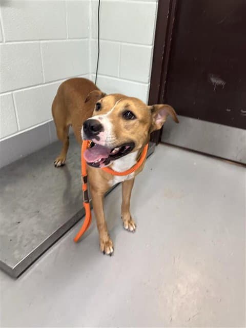 Pawtina Mcbride - American Pit Bull Terrier