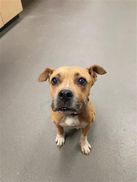 Granola - American Pit Bull Terrier