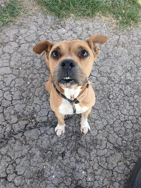 Granola - American Pit Bull Terrier