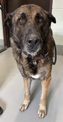 Maximus image 1