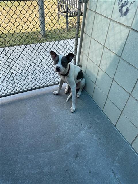 Frodo - American Pit Bull Terrier