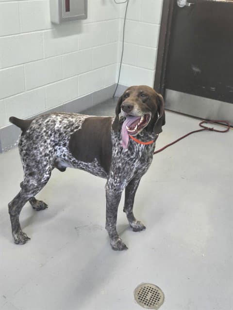 Diesel - German Shorthaired Pointer