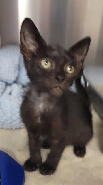 Joan Jett - Domestic Short Hair