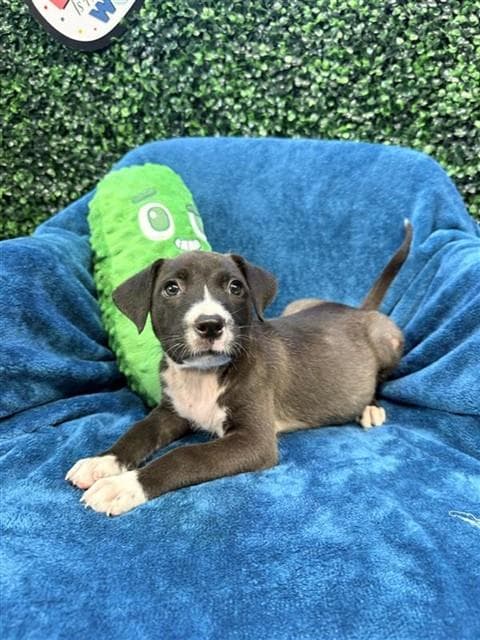 Amy Lou - American Pit Bull Terrier