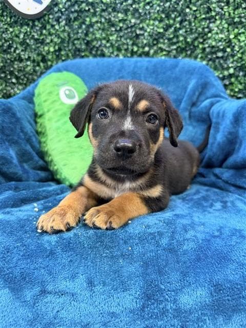 Frankie - American Pit Bull Terrier