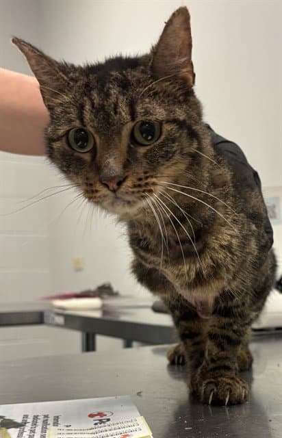 Harriett - Domestic Short Hair