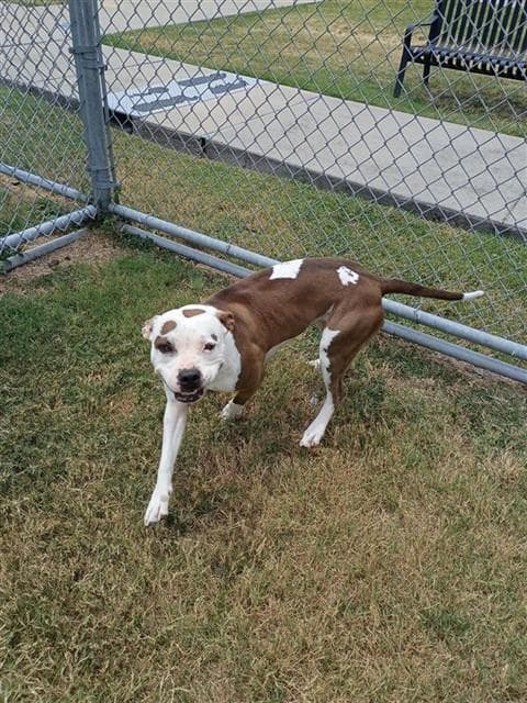 Hazel - American Pit Bull Terrier