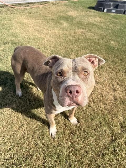 Jeff - American Pit Bull Terrier