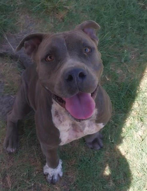 Cry Baby - American Pit Bull Terrier