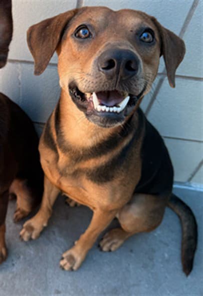 Charlie - Rhodesian Ridgeback