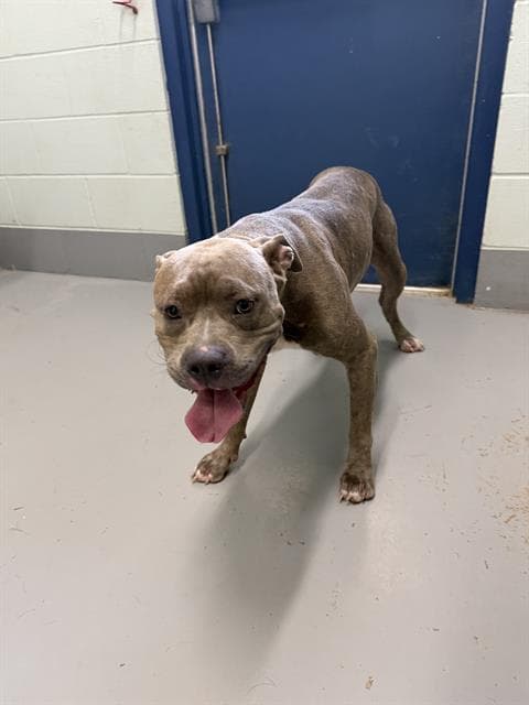 Jefferey - American Pit Bull Terrier