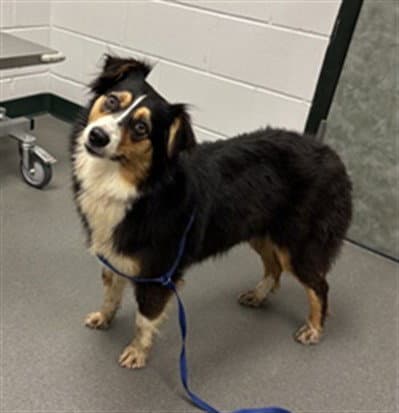 Holly May - Australian Shepherd
