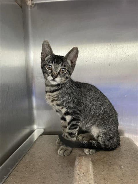 Zack - Domestic Short Hair