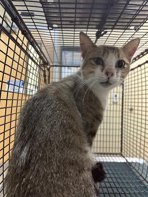Padre - Domestic Short Hair