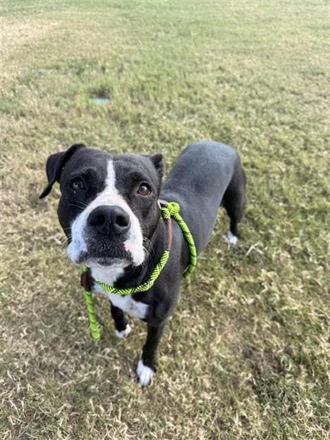 Twix - American Pit Bull Terrier