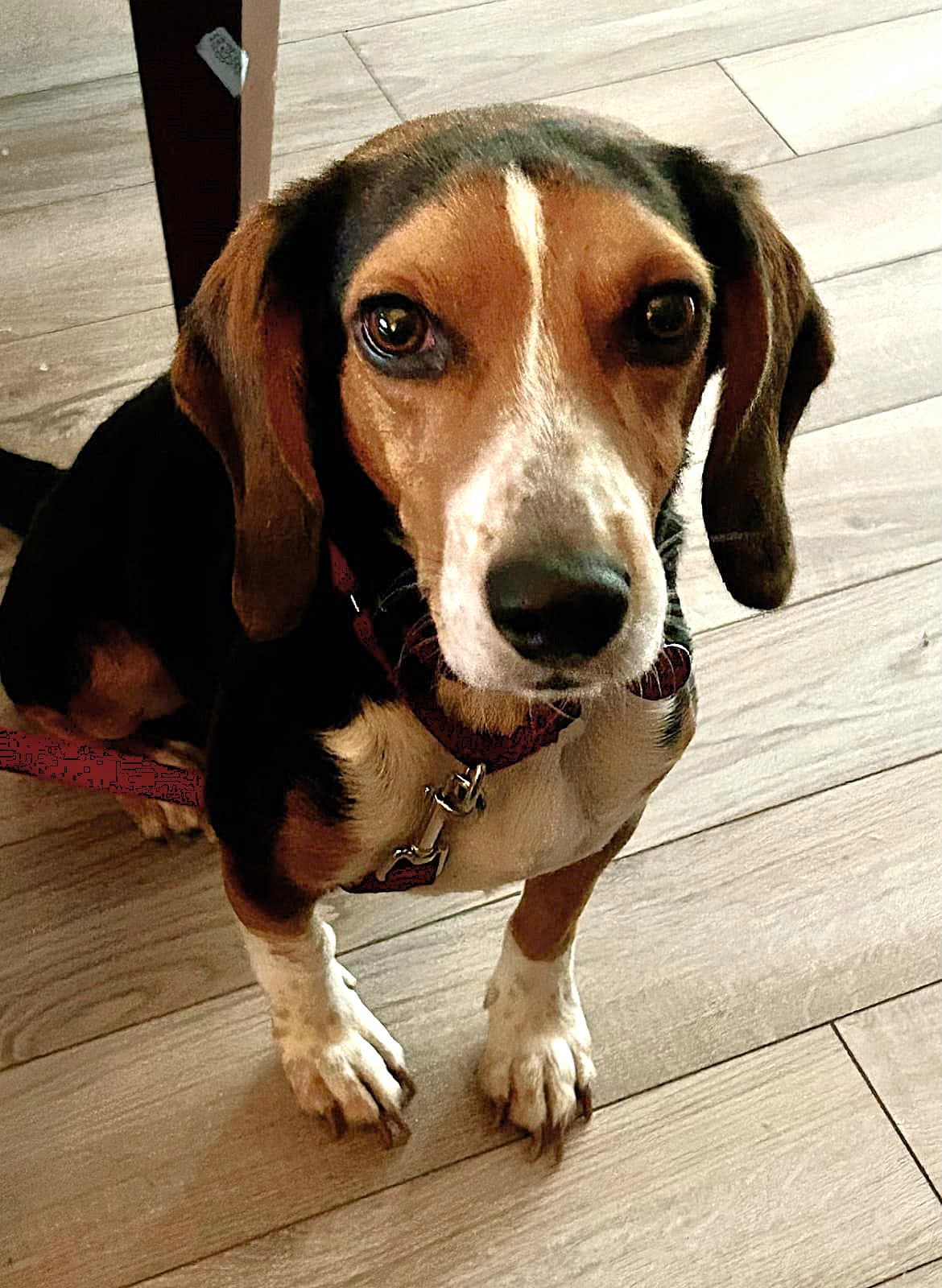 Bruce Iii - Beagle