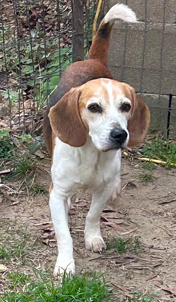 Smeagol - Beagle