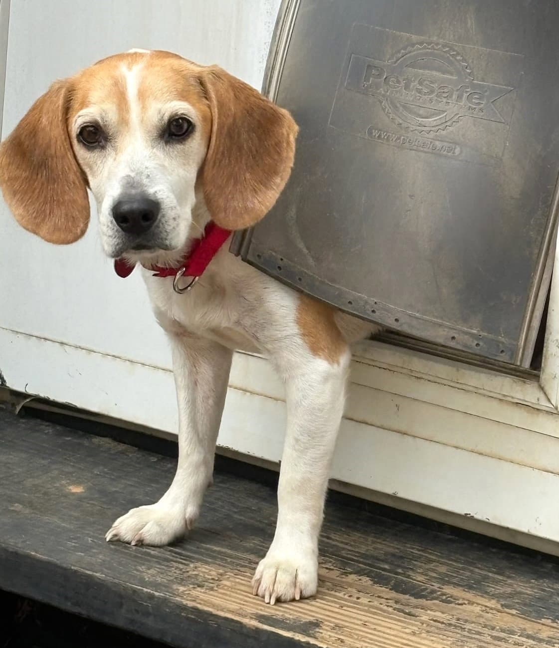 Smeagol - Beagle
