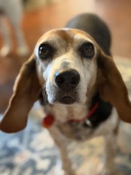 Coco Bean image 1