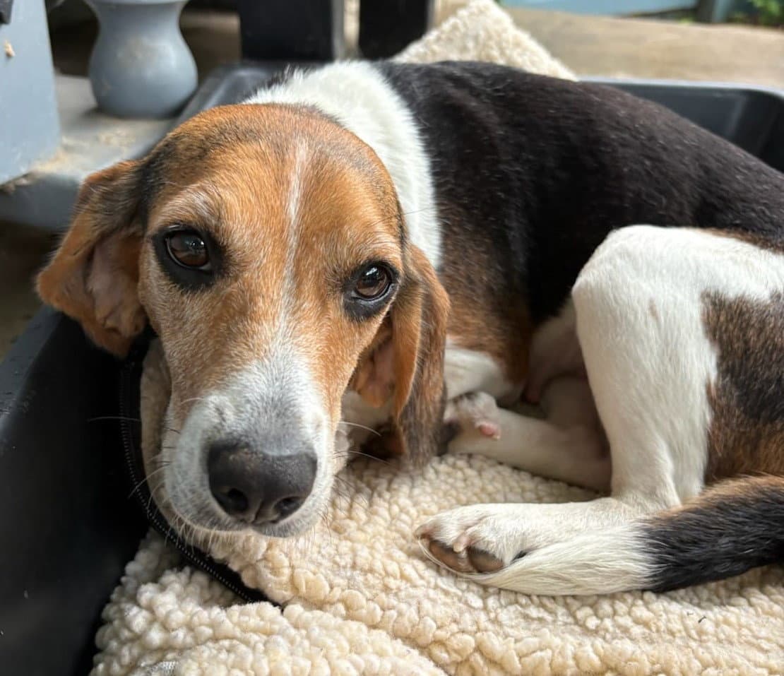 Faith Iv - Beagle