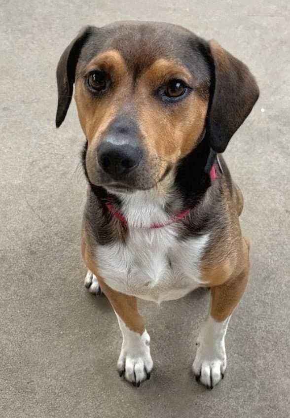 Felix - Beagle