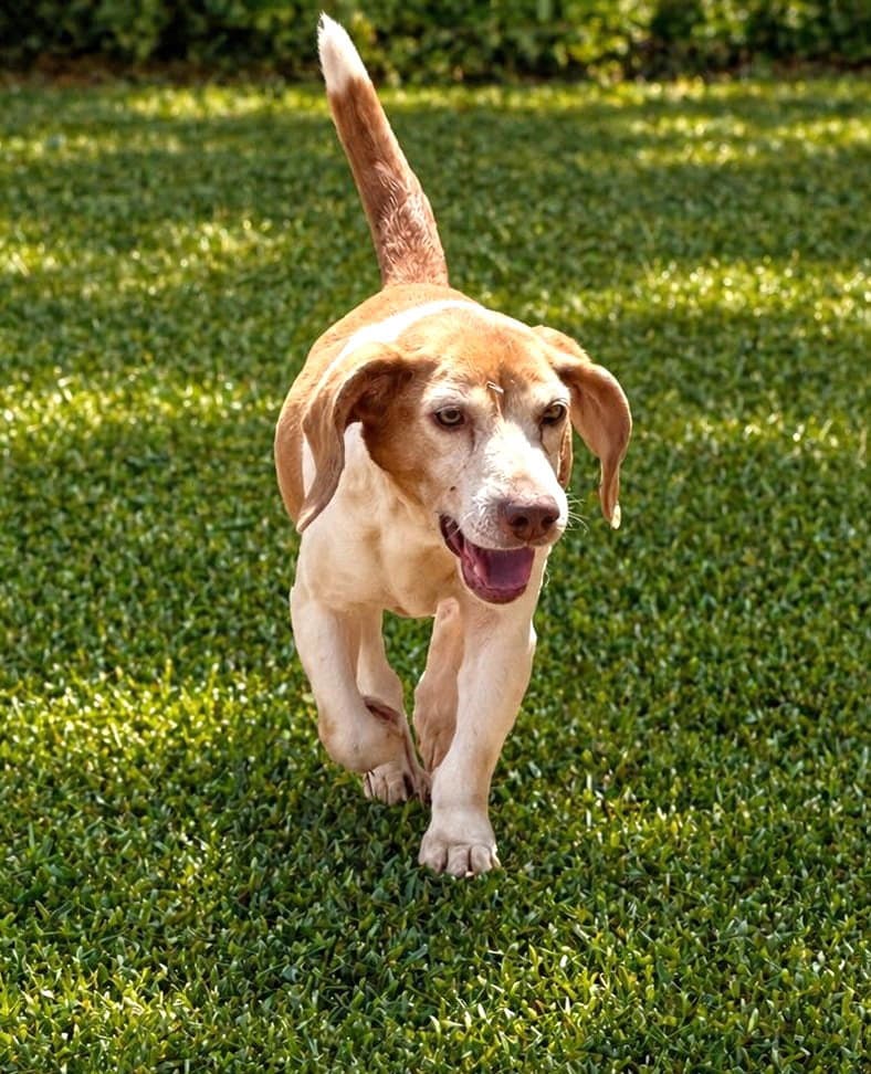 Macie - Beagle