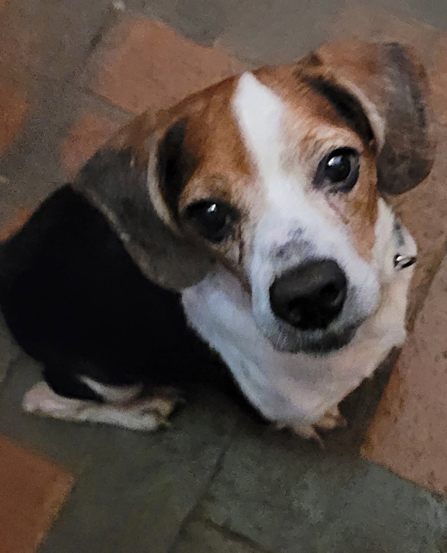Walter Ii - Beagle