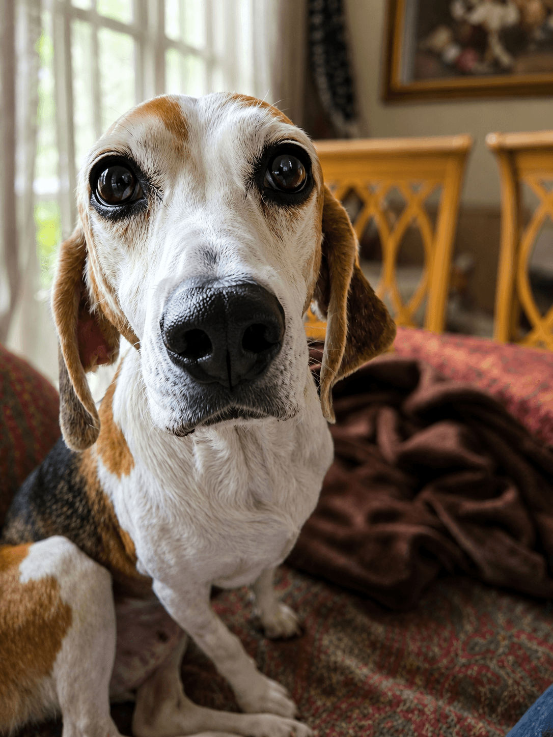 Bonnie Ix - Beagle