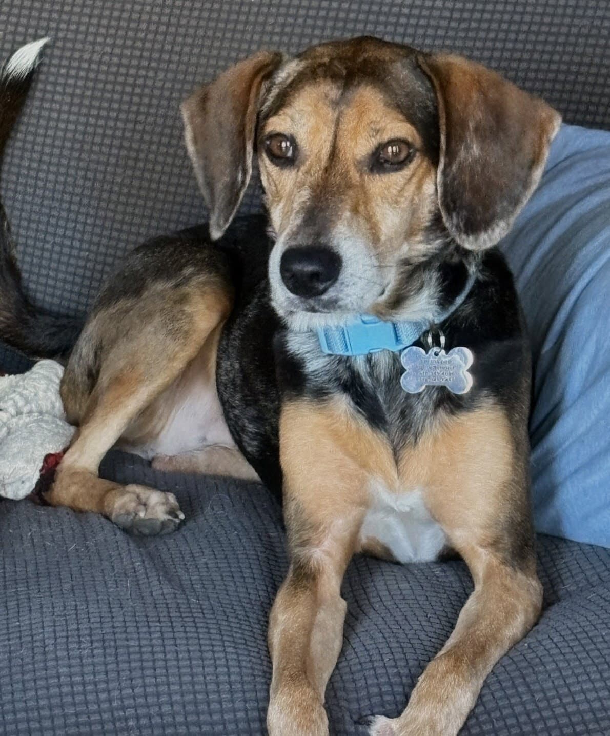 Fable - Beagle