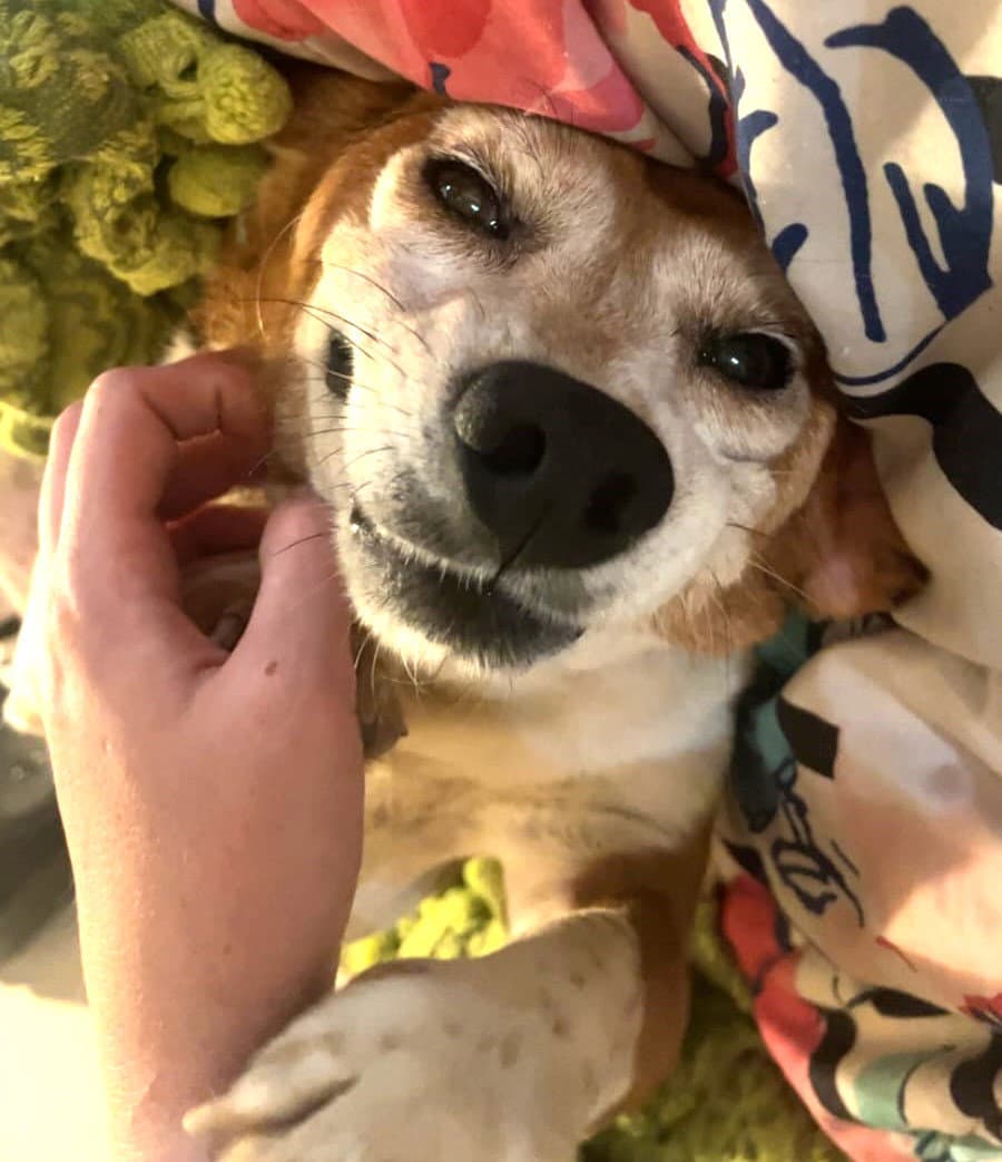Buster Viii - Beagle