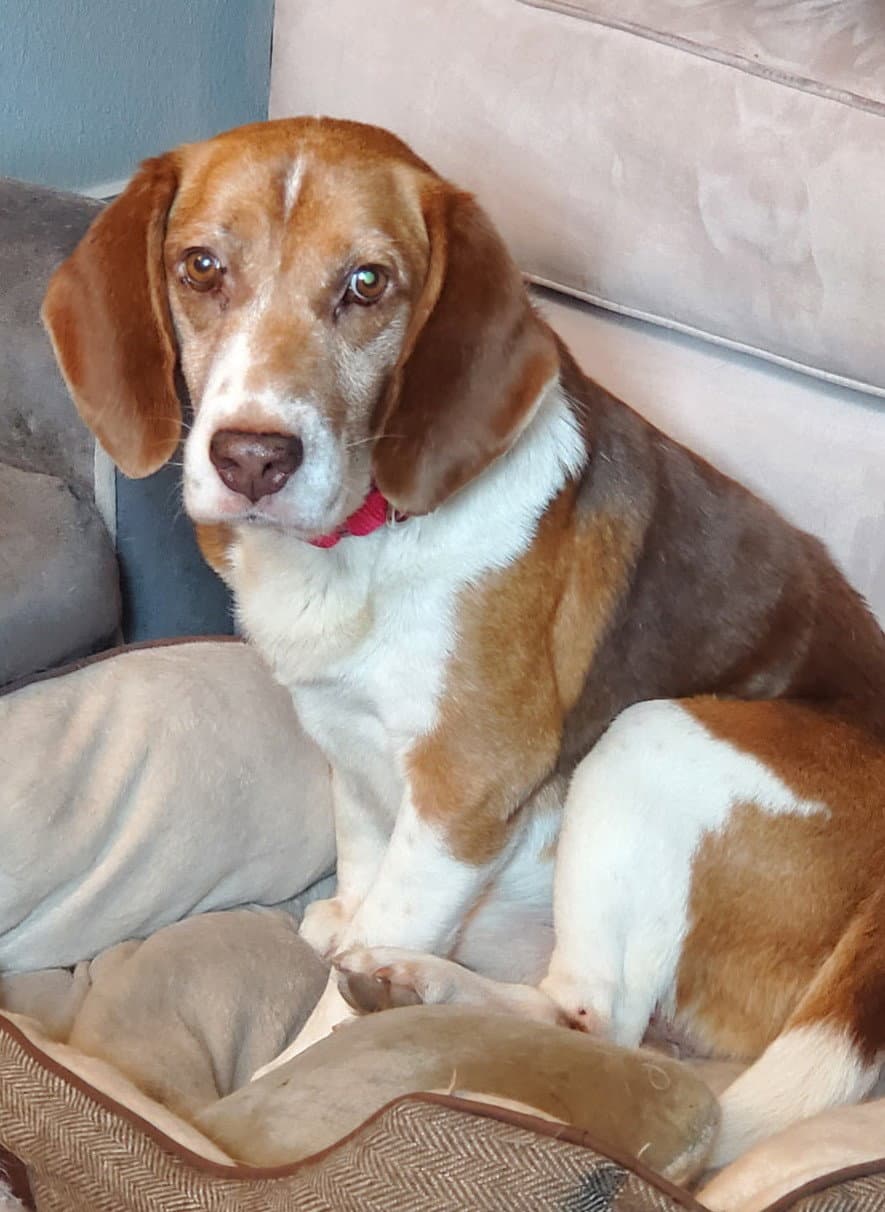 Bugsey - Beagle