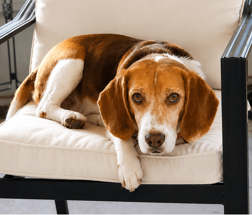 Bugsey - Beagle
