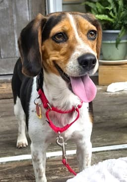 Tilly Iv image 3