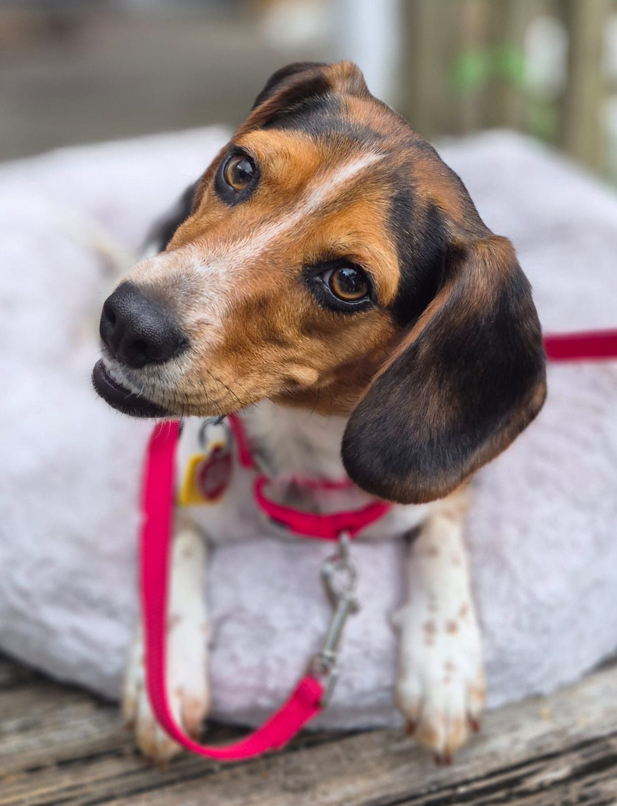 Tilly Iv