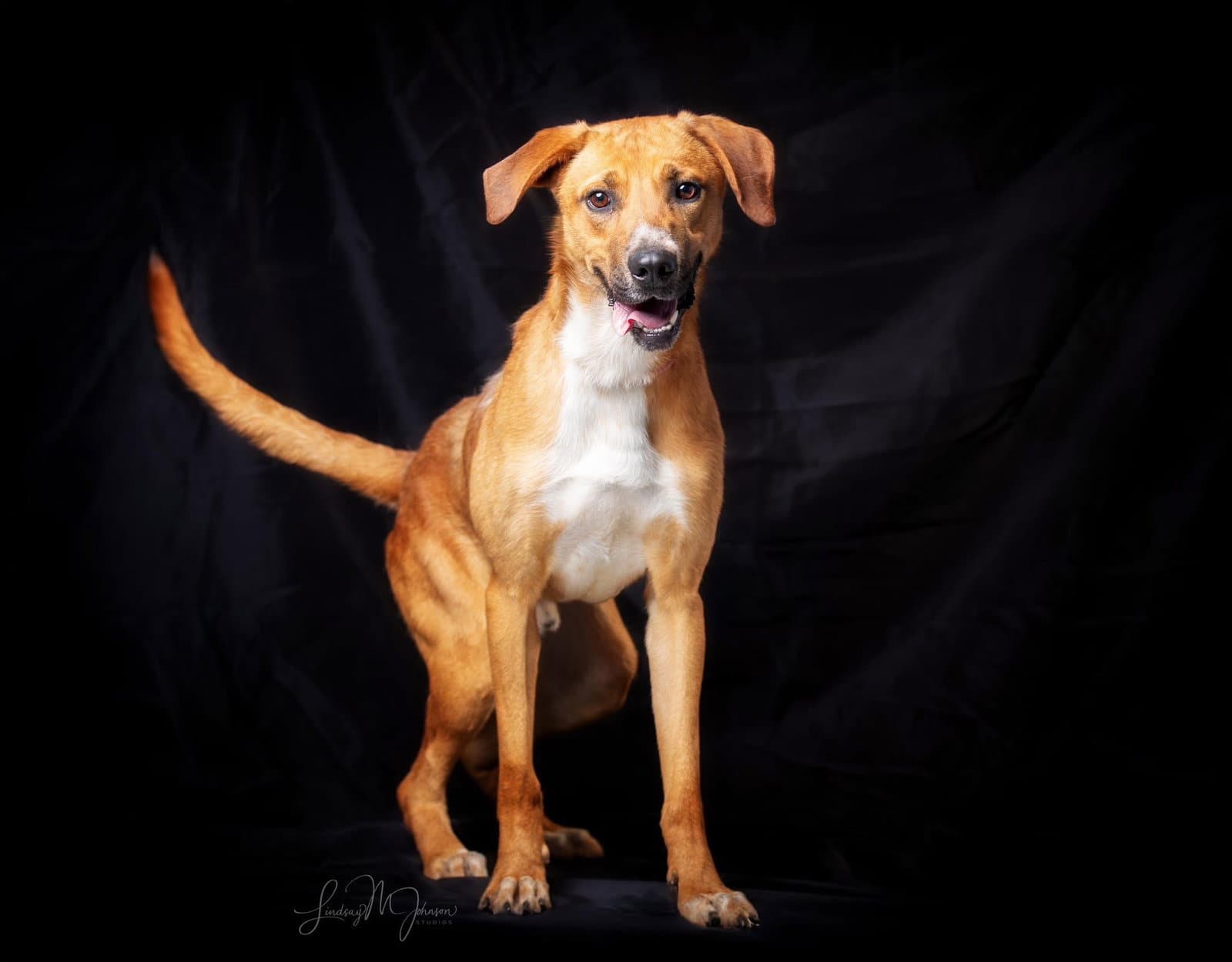 Oliver - Hound