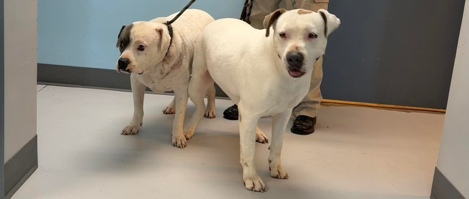 Maddie - American Bulldog