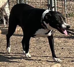 Lucy image 1