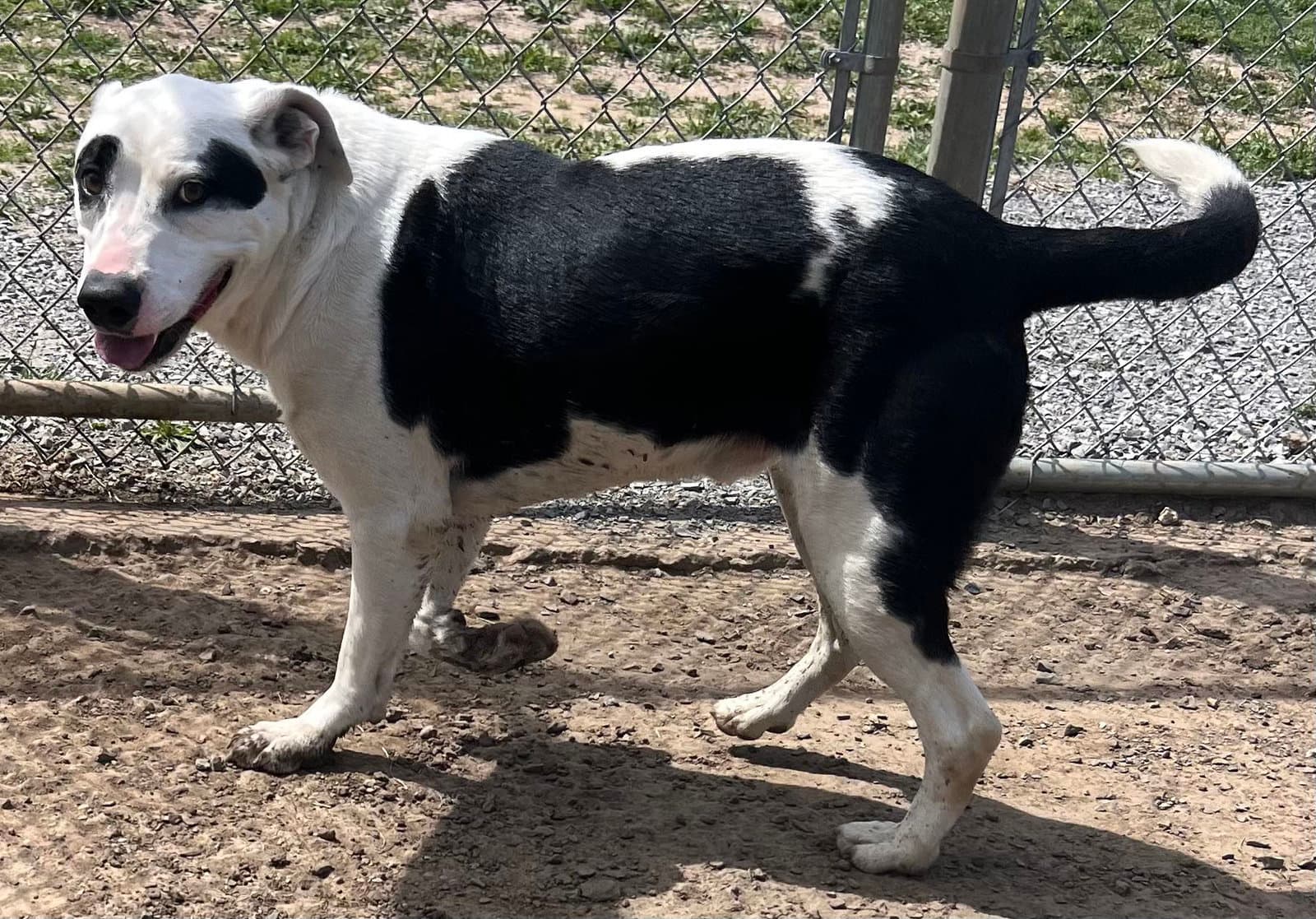 Spotticus - Border Collie