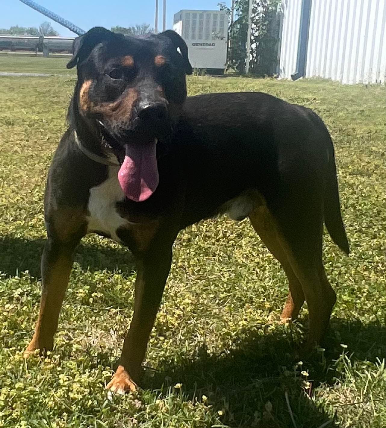 Asher - Rottweiler
