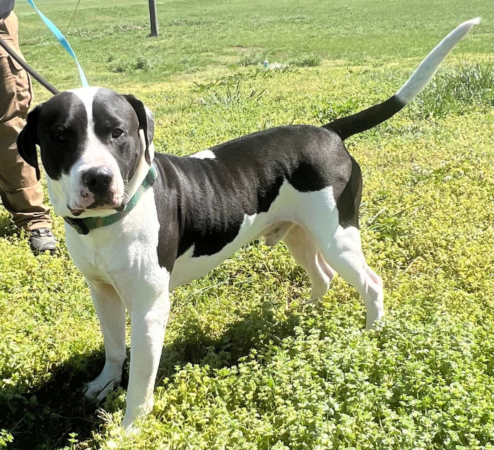 Rocko - American Bulldog