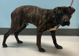 Dexter image 1