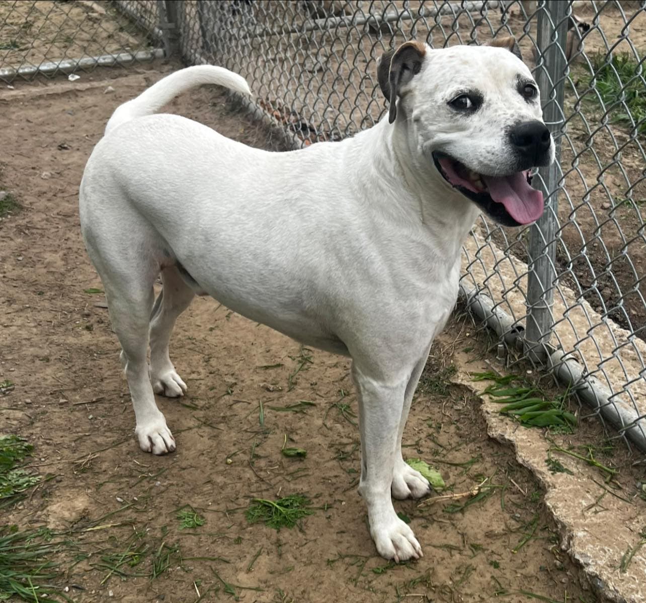 Furby - Pit Bull Terrier