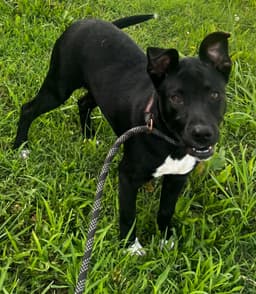Daisy image 1